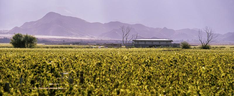 The Vines Resort & Spa Los Sauces  Екстер'єр фото